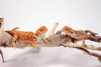 Hypo Orange Tiger Blue Bar Bearded Dragon