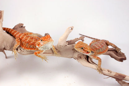 Hypo Orange Tiger Blue Bar Bearded Dragon
