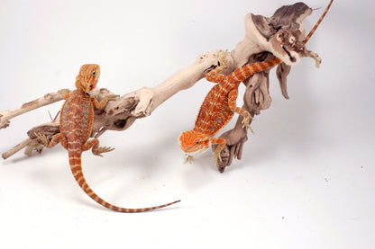 Hypo Orange Tiger Blue Bar Bearded Dragon