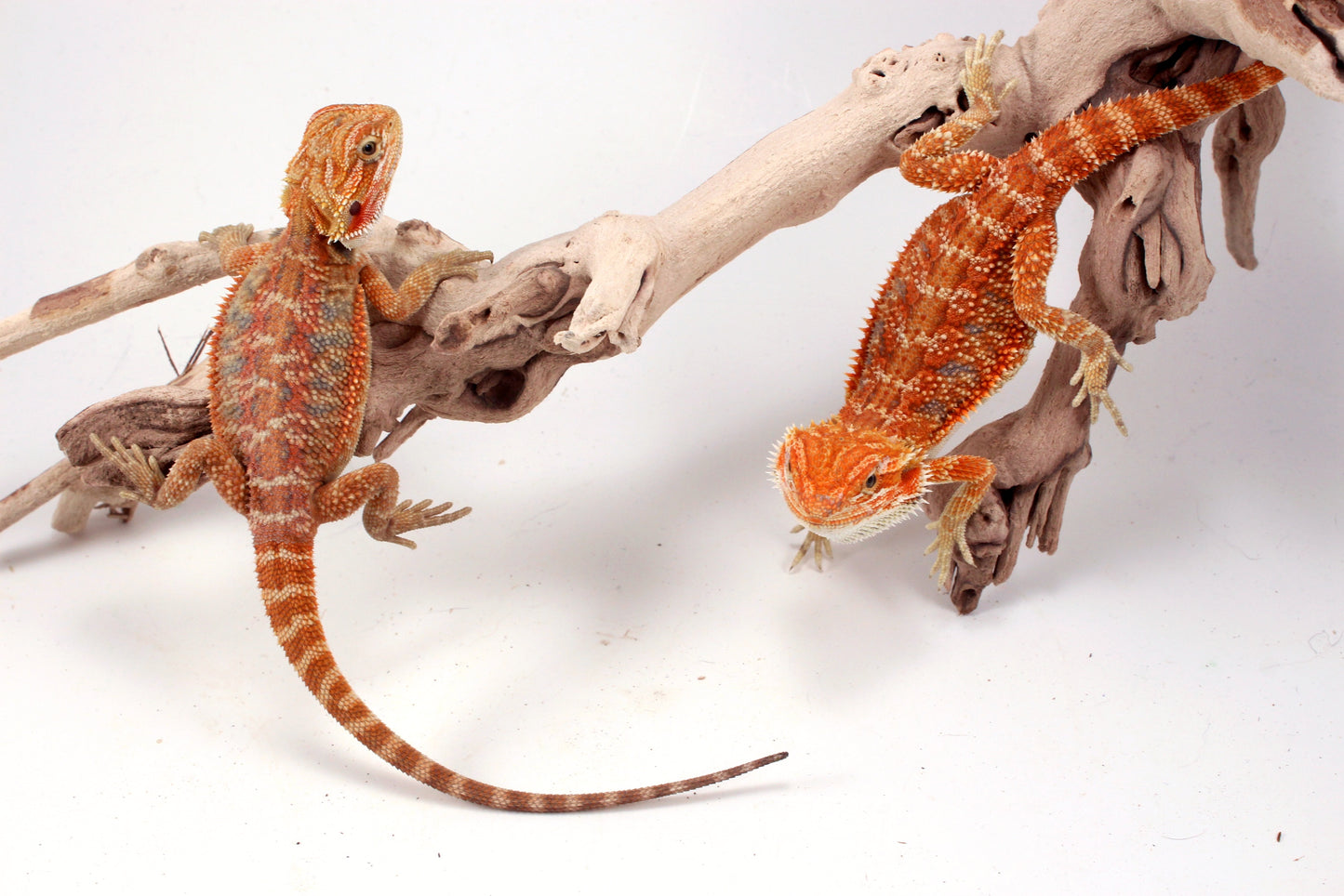 Hypo Orange Tiger Blue Bar Bearded Dragon