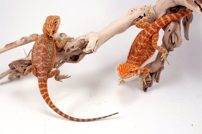Hypo Orange Tiger Blue Bar Bearded Dragon