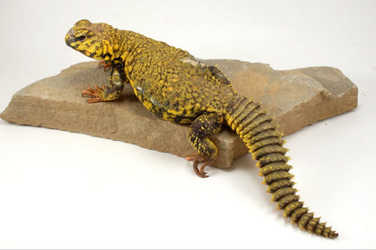 Nigerian Uromastyx - Yellow