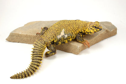 Nigerian Uromastyx - Yellow