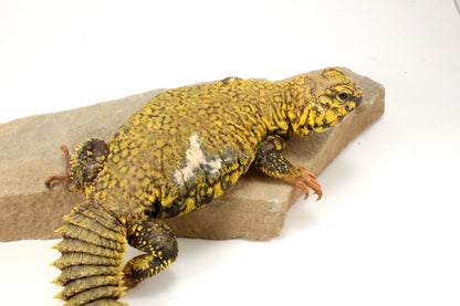Nigerian Uromastyx - Yellow