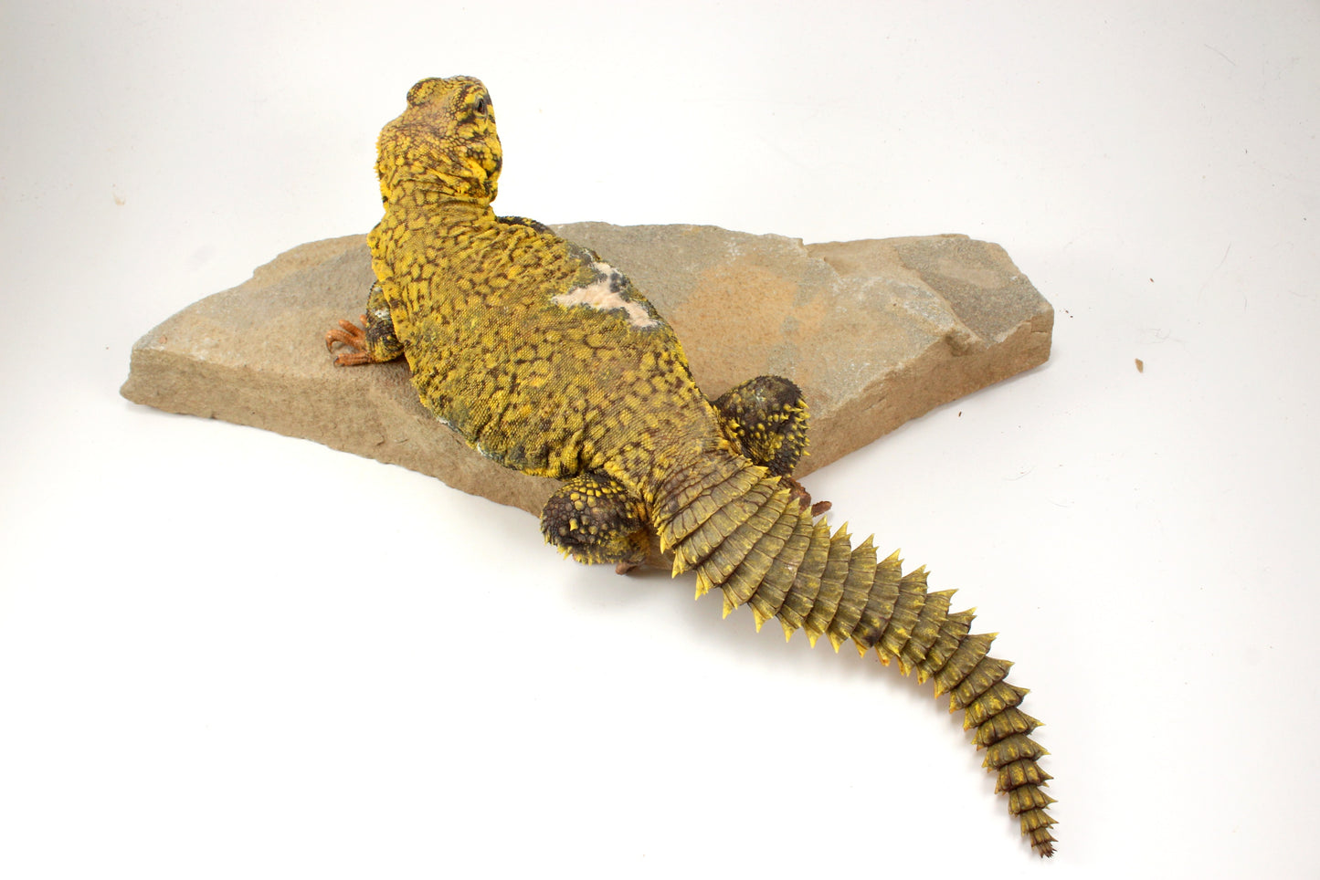 Nigerian Uromastyx - Yellow