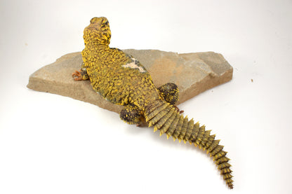 Nigerian Uromastyx - Yellow