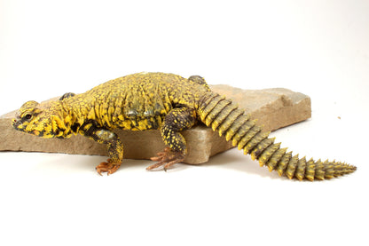 Nigerian Uromastyx - Yellow
