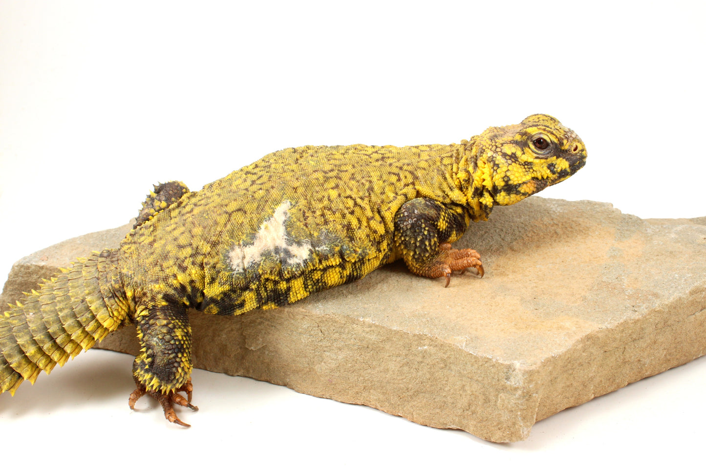 Nigerian Uromastyx - Yellow