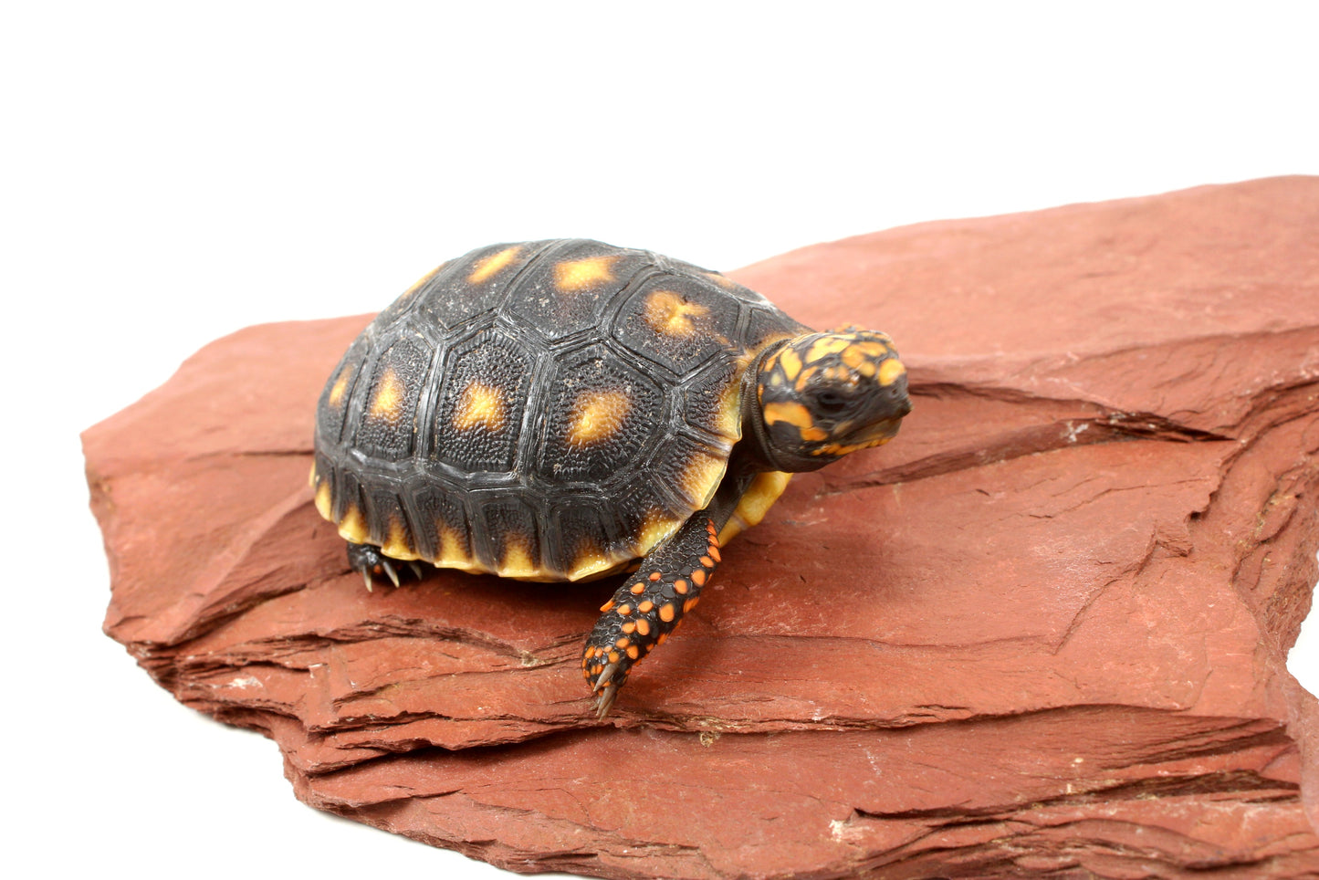 Cherry Head Tortoise