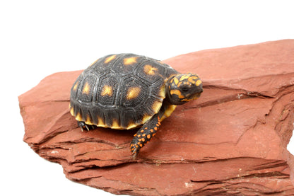 Cherry Head Tortoise