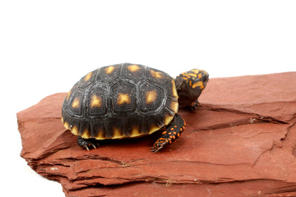 Cherry Head Tortoise