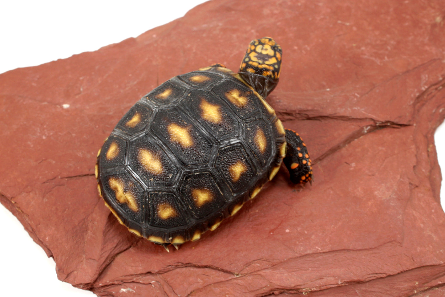 Cherry Head Tortoise