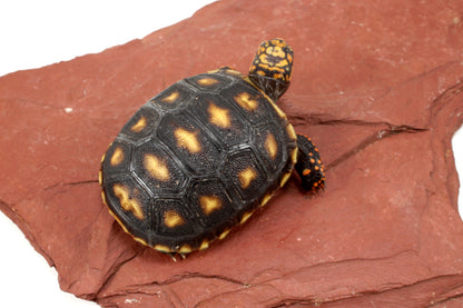 Cherry Head Tortoise
