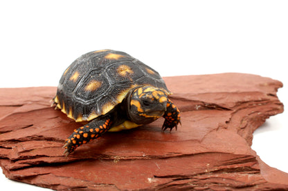 Cherry Head Tortoise