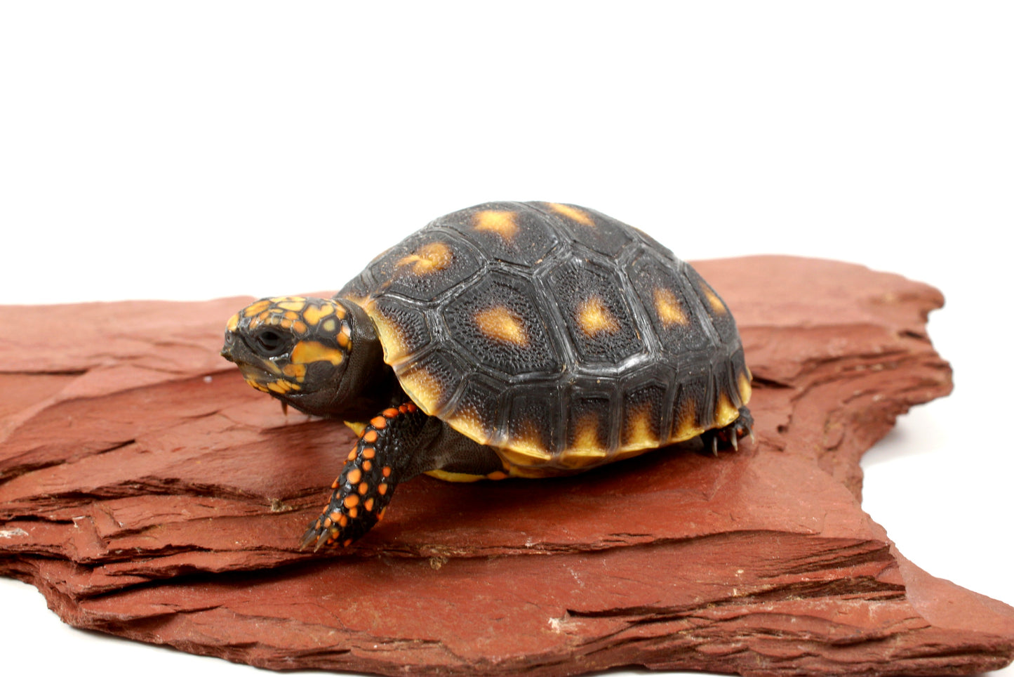 Cherry Head Tortoise