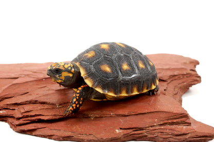 Cherry Head Tortoise