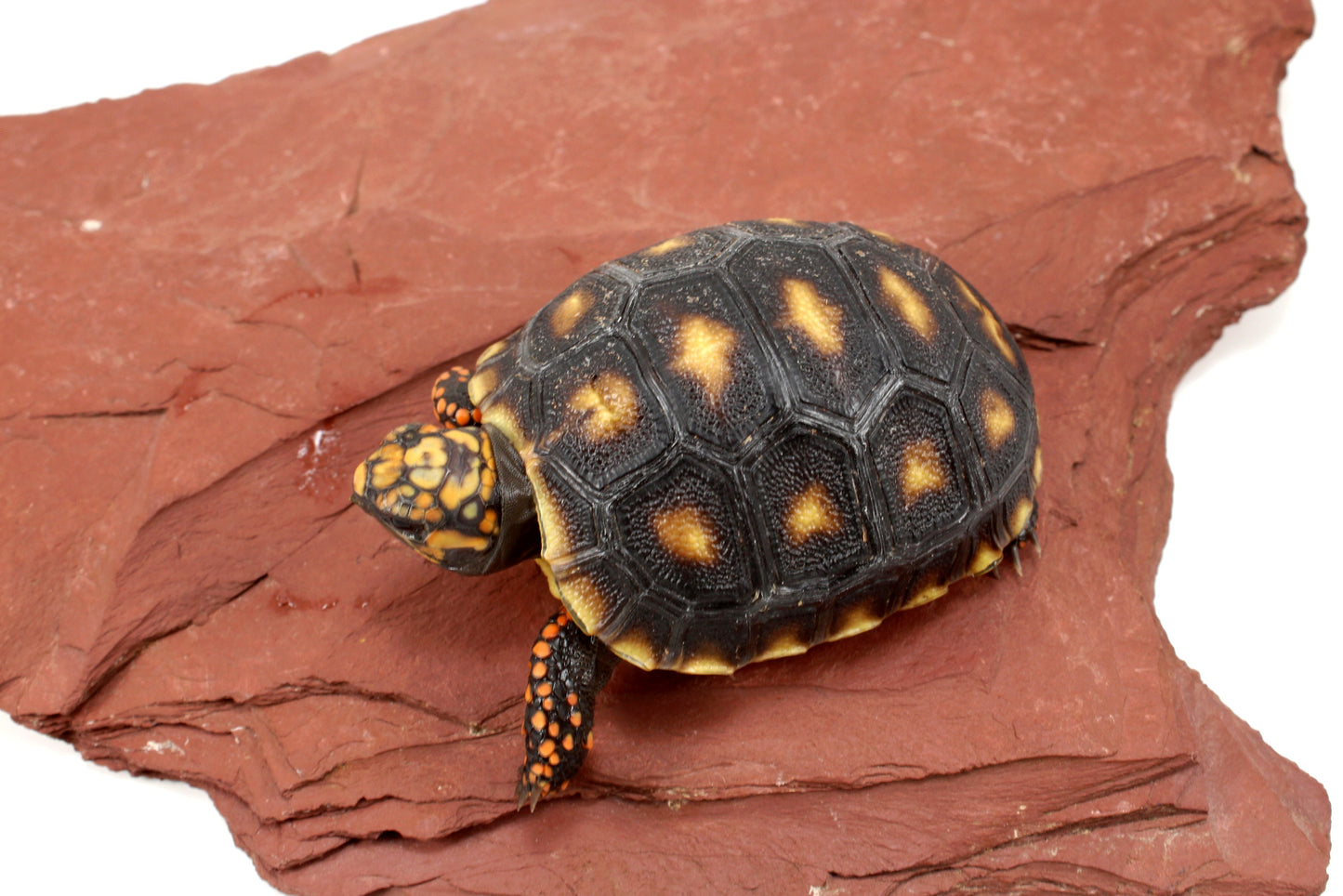 Cherry Head Tortoise