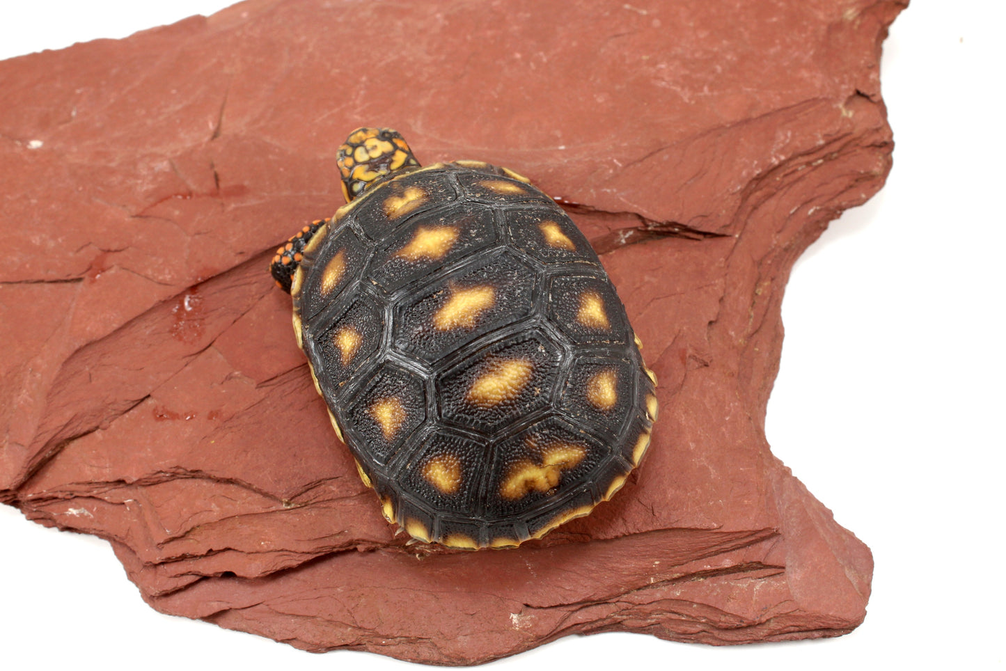 Cherry Head Tortoise
