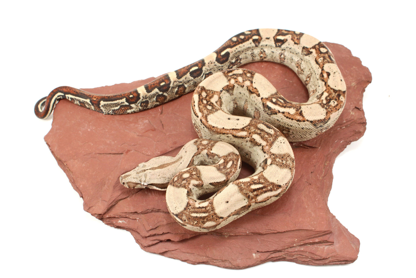 Aztec Jungle h. VPI Colombian Boa