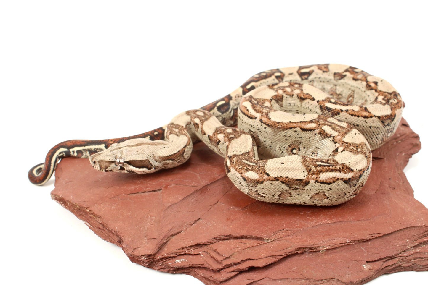 Aztec Jungle h. VPI Colombian Boa