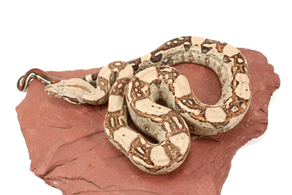Aztec Jungle h. VPI Colombian Boa