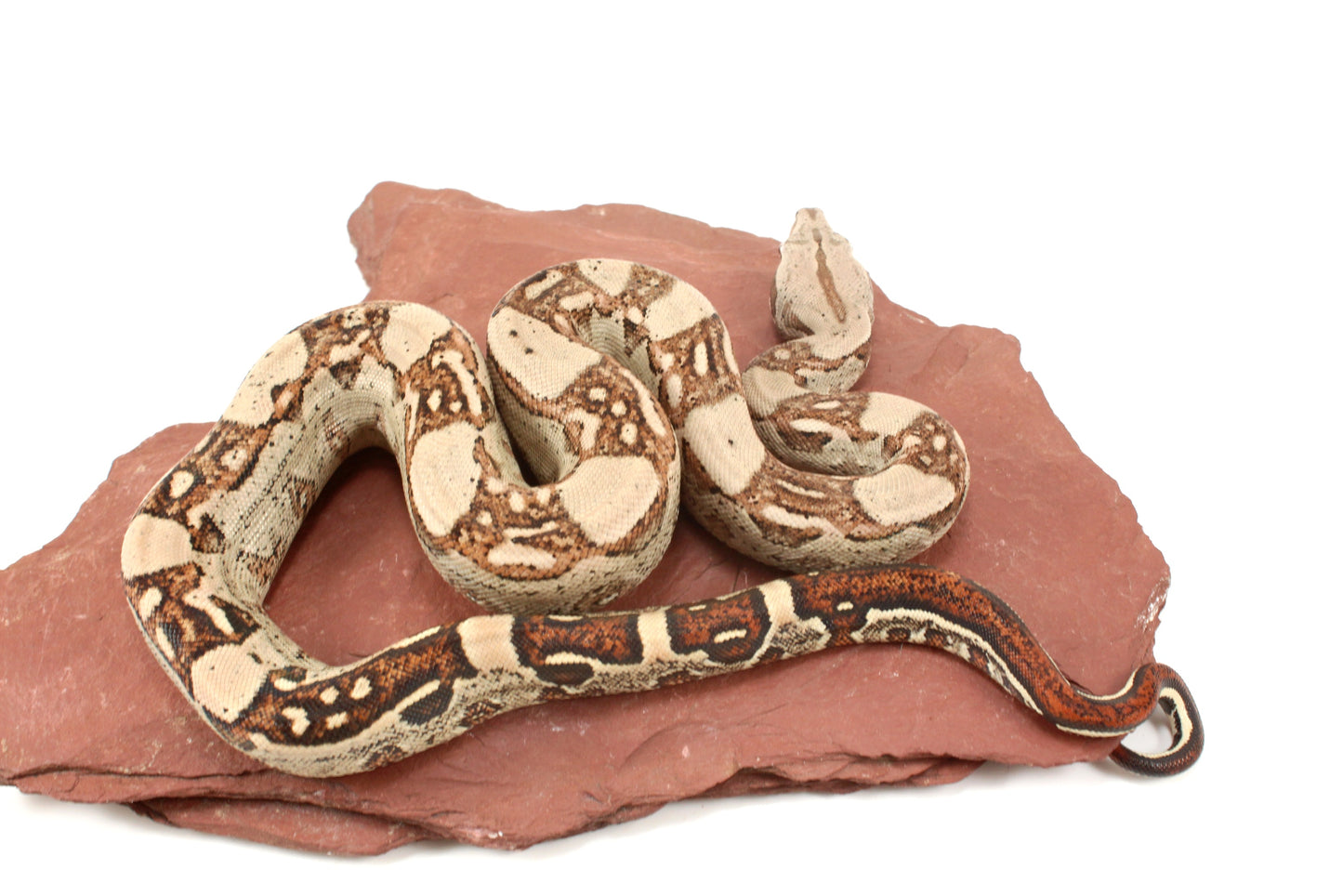 Aztec Jungle h. VPI Colombian Boa