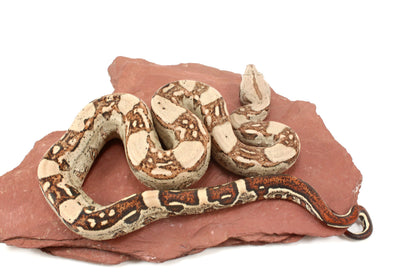 Aztec Jungle h. VPI Colombian Boa