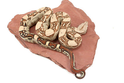 Aztec Jungle h. VPI Colombian Boa