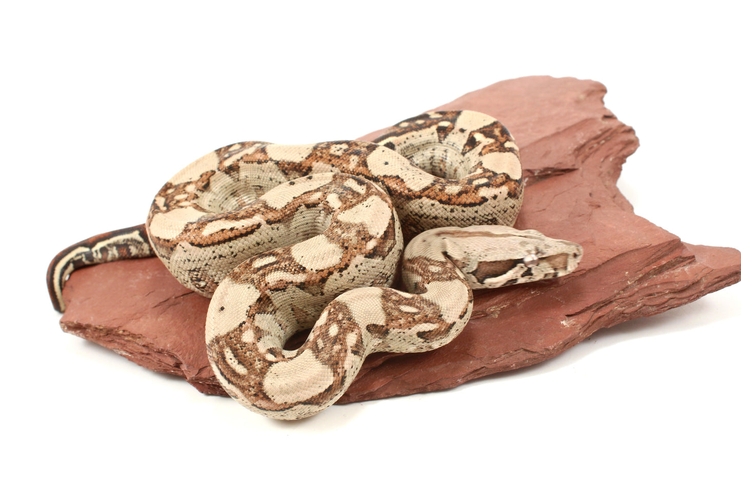 Aztec Jungle h. VPI Colombian Boa
