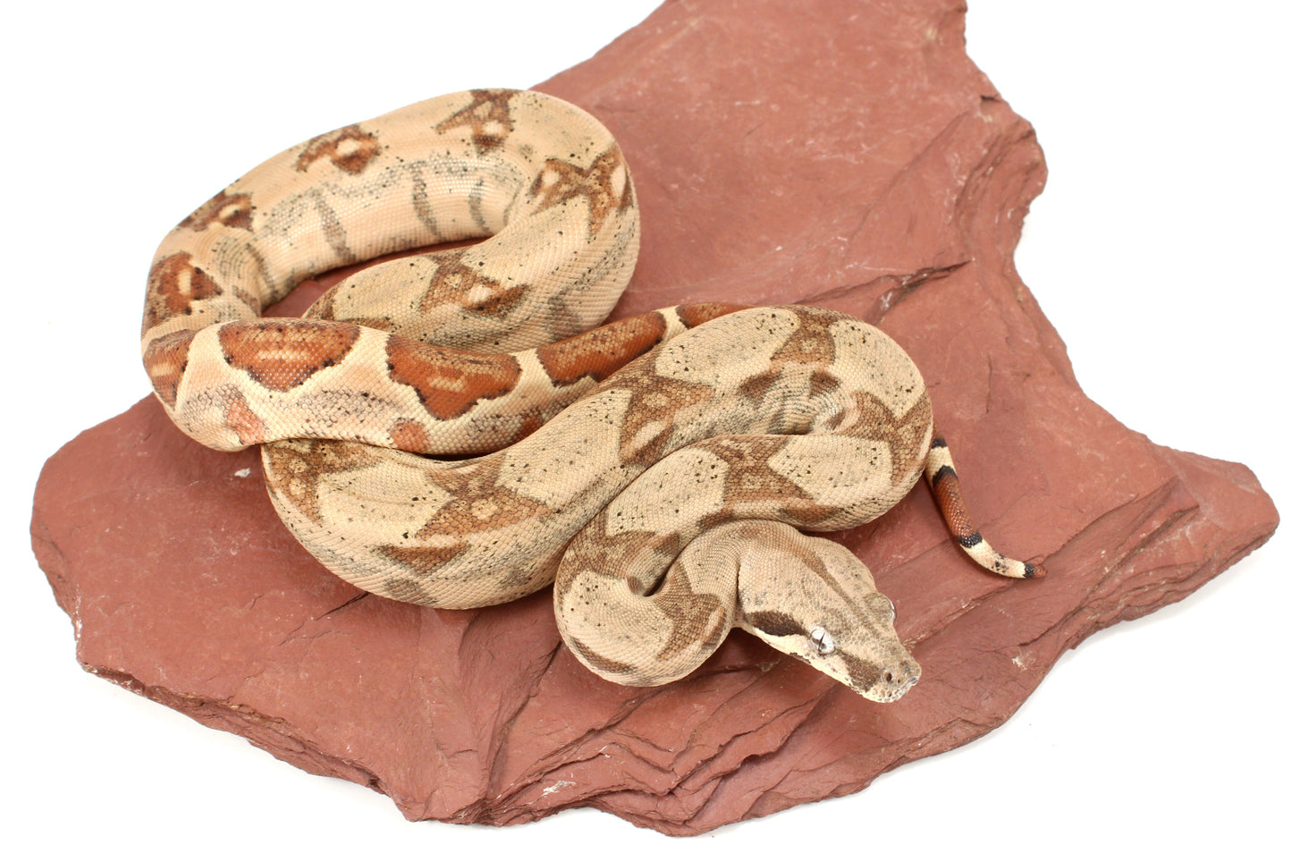 Hypo h. VPI Colombian Boa