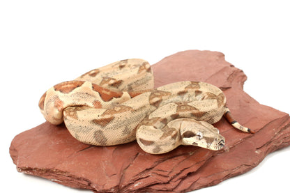 Hypo h. VPI Colombian Boa