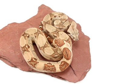 Hypo h. VPI Colombian Boa