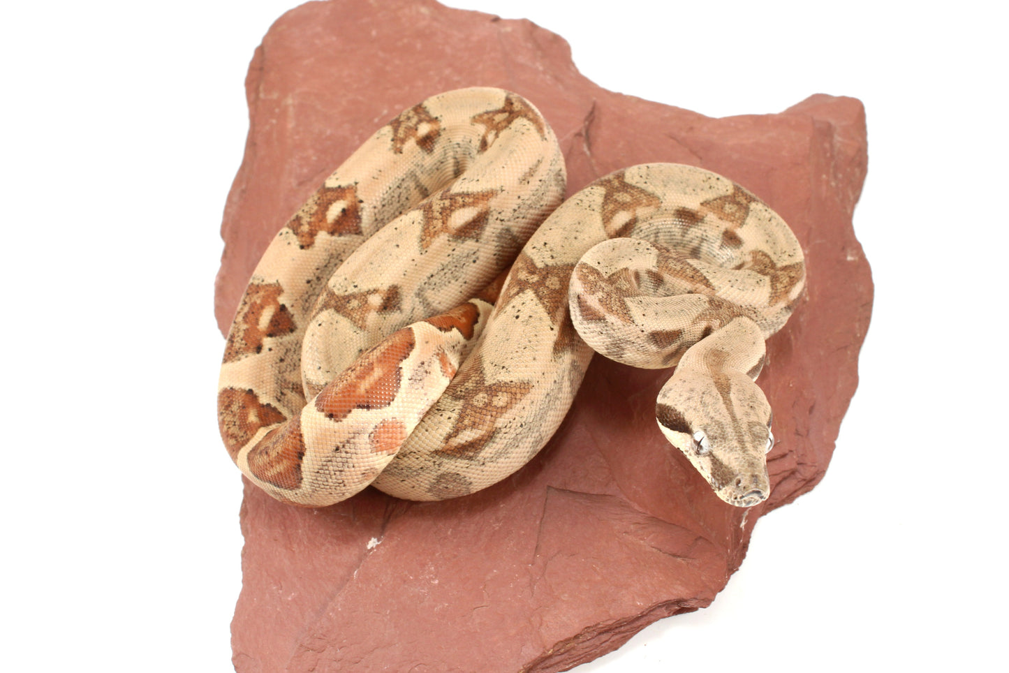 Hypo h. VPI Colombian Boa