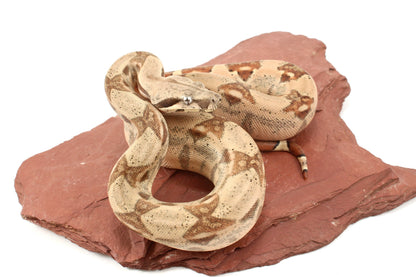 Hypo h. VPI Colombian Boa