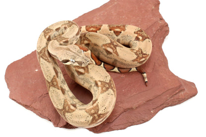 Hypo h. VPI Colombian Boa