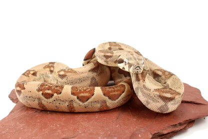 Hypo h. VPI Colombian Boa
