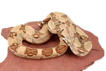 Hypo h. VPI Colombian Boa