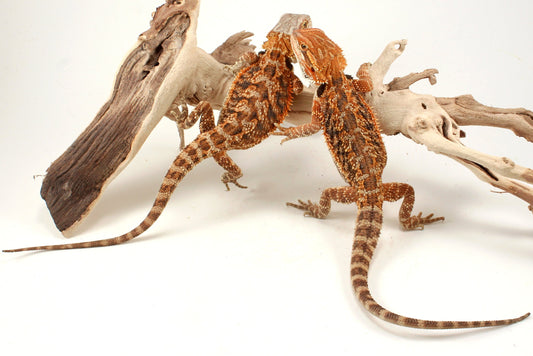 Hypo Orange Tiger Blue Bar Bearded Dragon