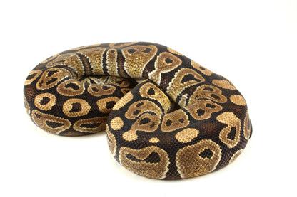 Classic Adult Ball Python