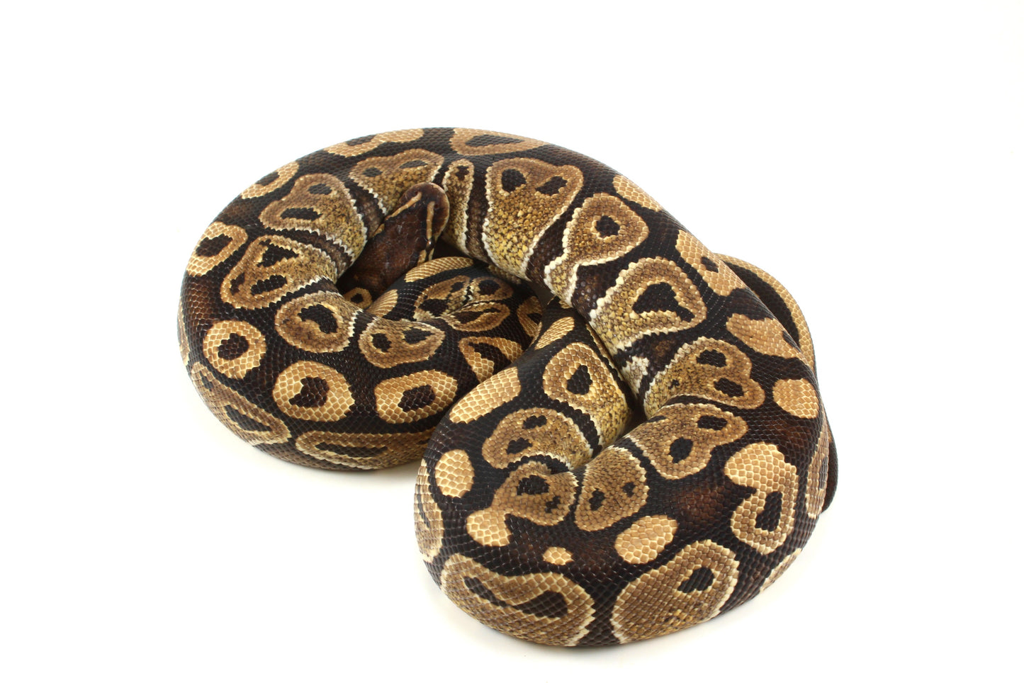 Classic Adult Ball Python