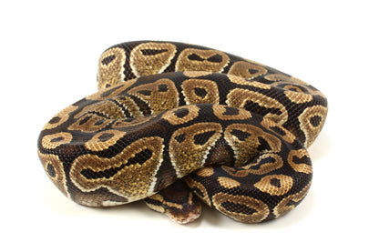 Classic Adult Ball Python