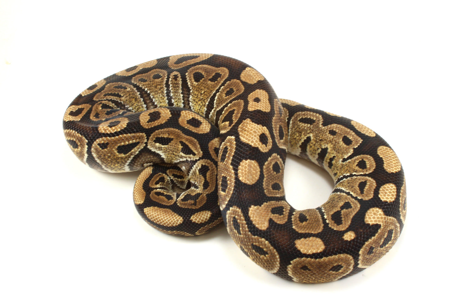Classic Adult Ball Python