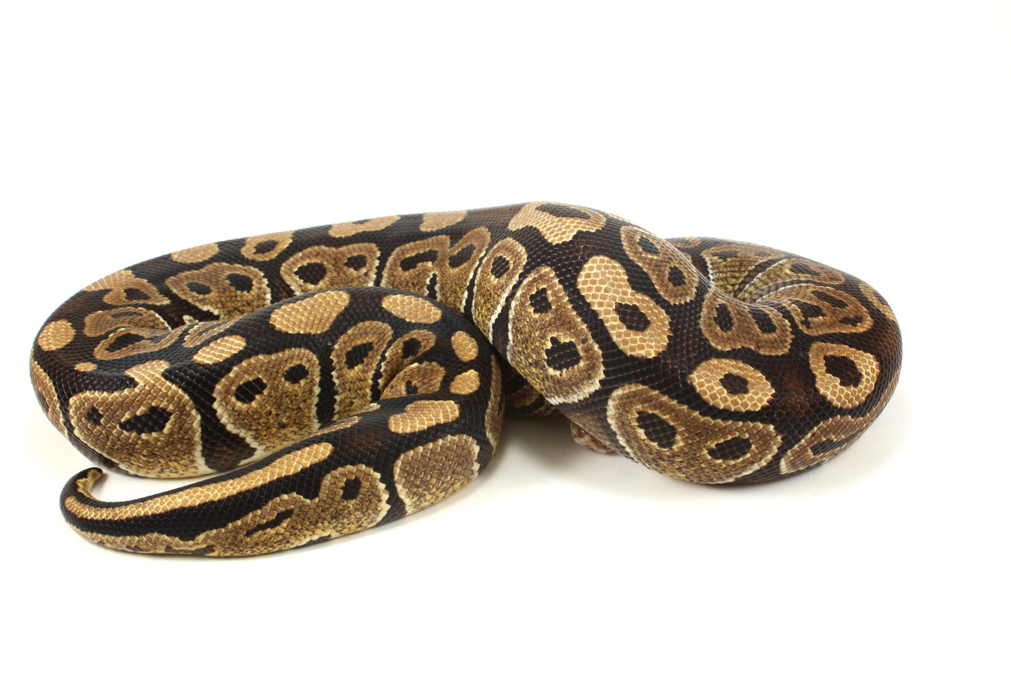 Classic Adult Ball Python