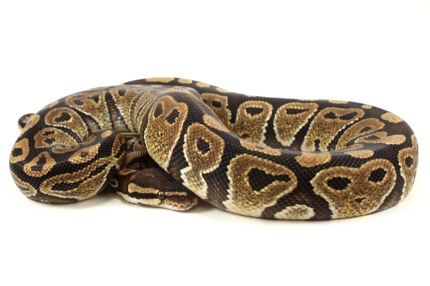 Classic Adult Ball Python