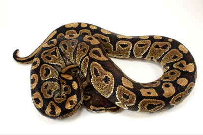 Classic Adult Ball Python