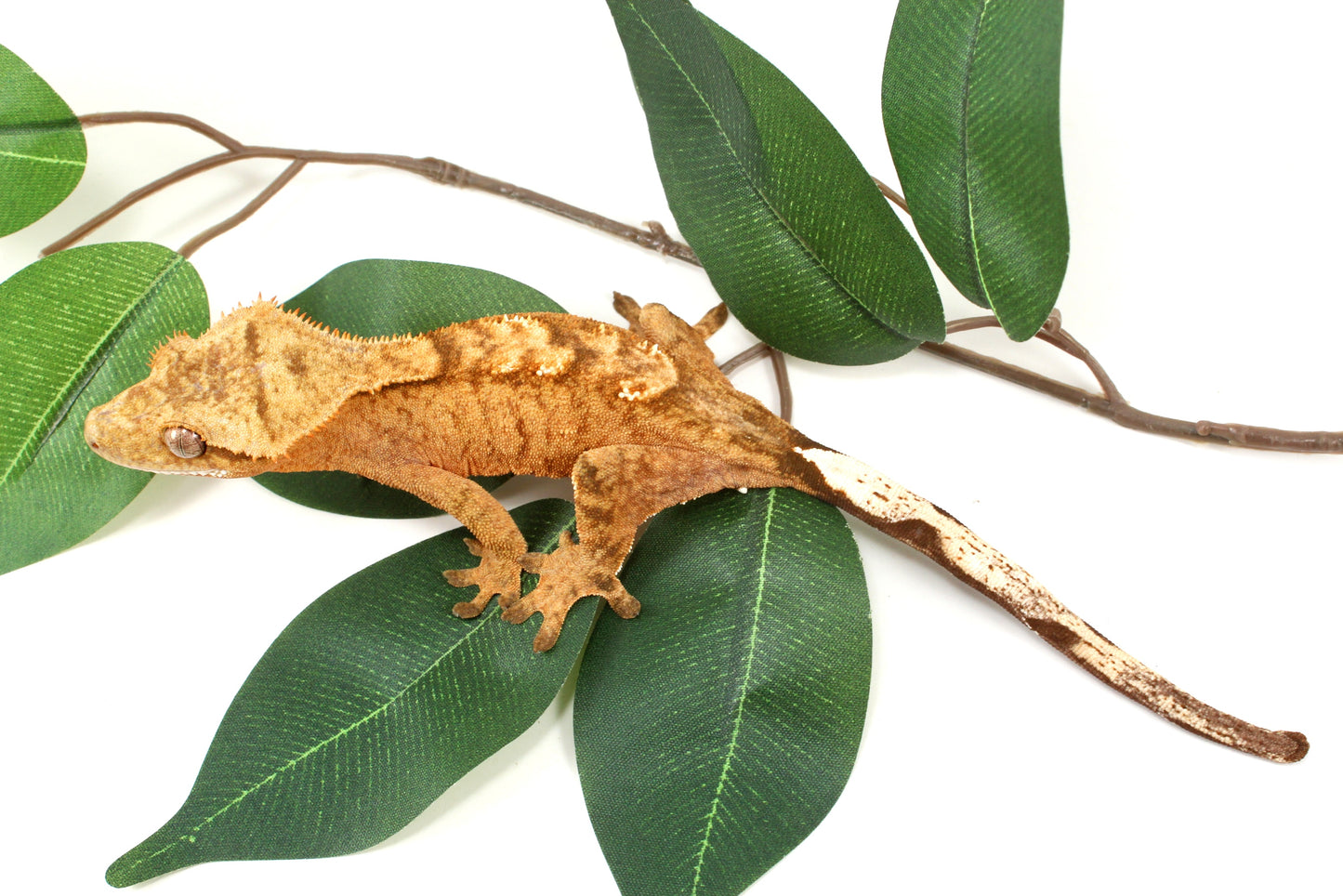 Tangerine Tiger Crested Gecko