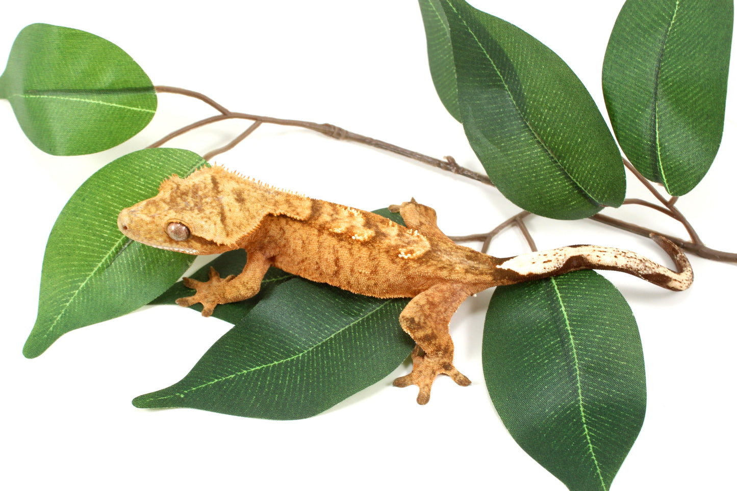 Tangerine Tiger Crested Gecko