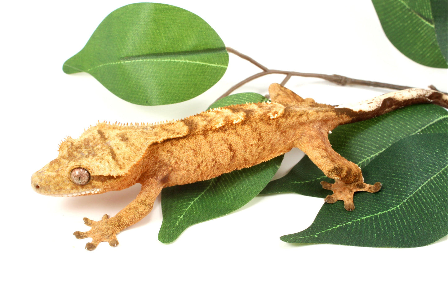 Tangerine Tiger Crested Gecko