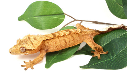 Tangerine Tiger Crested Gecko
