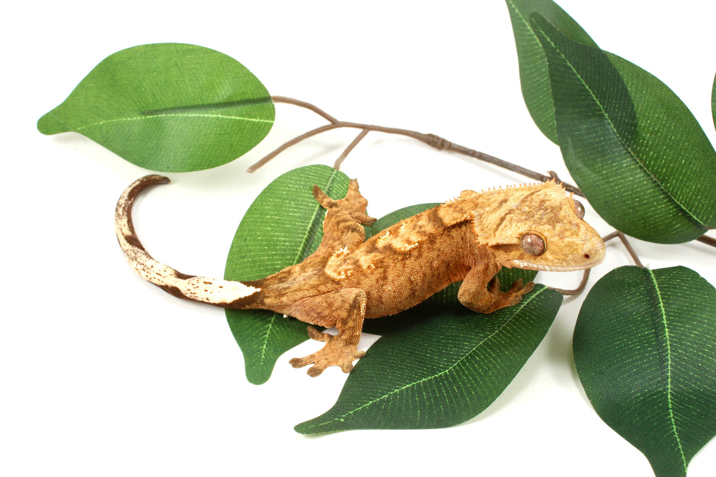 Tangerine Tiger Crested Gecko